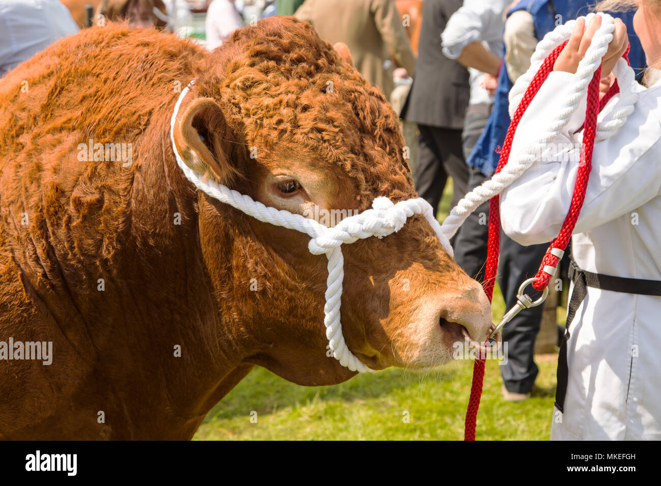 Una campionessa del South Devon bull sul visualizzatore in corrispondenza di una contea tradizionale mostra Foto Stock