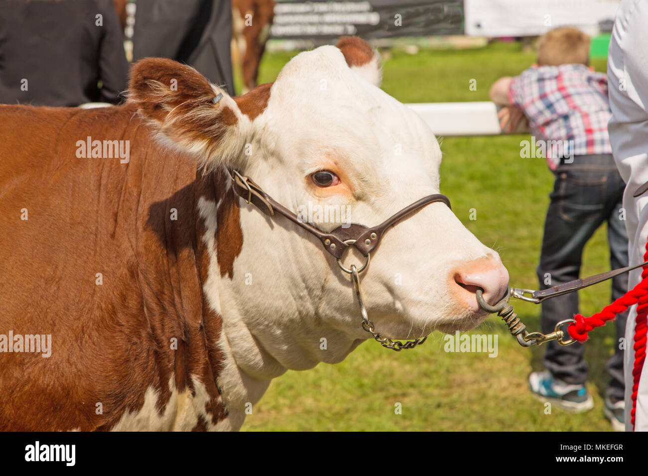 Un campione Hereford bull sul visualizzatore in corrispondenza di una contea tradizionale mostra Foto Stock