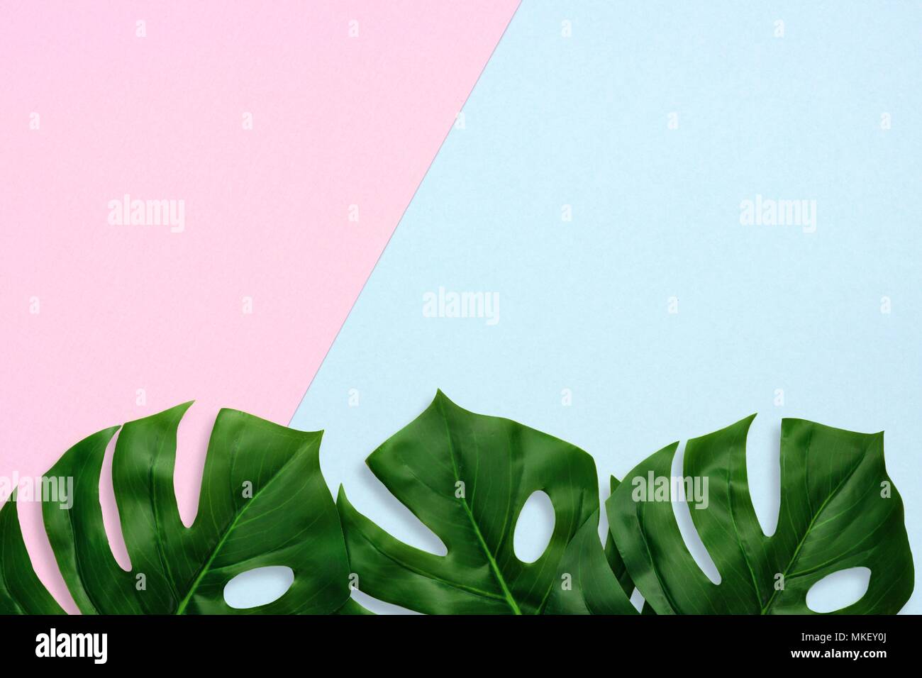 Tropical palm lascia su di un rosa pastello e sfondo blu. Bordo inferiore. Carattere minimo. Lay piatto. Vista dall'alto. Foto Stock