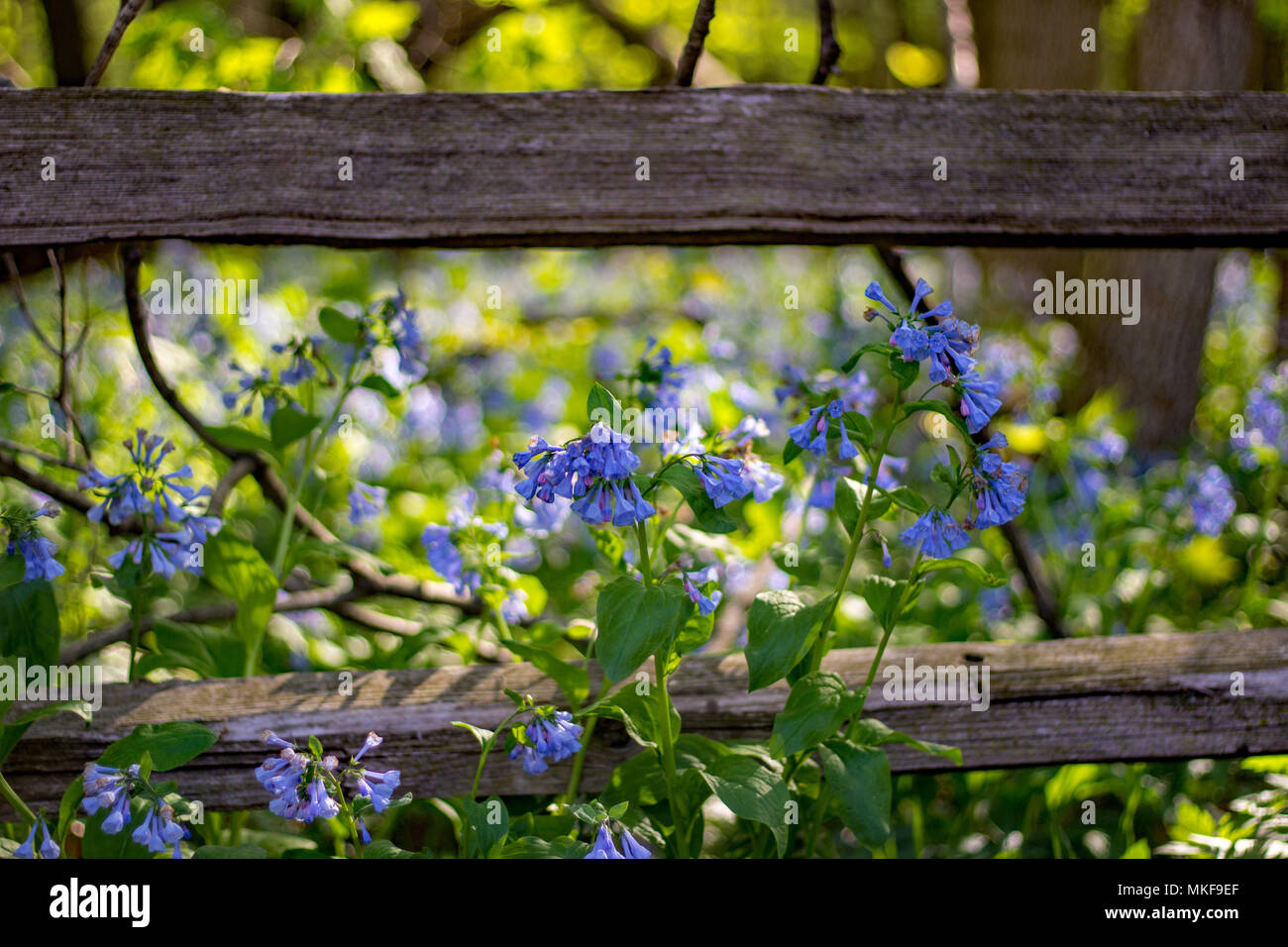 Sun peaking thru su bluebells crescente lungo una staccionata in legno nelle zone rurali Illinois, Stati Uniti d'America. Foto Stock