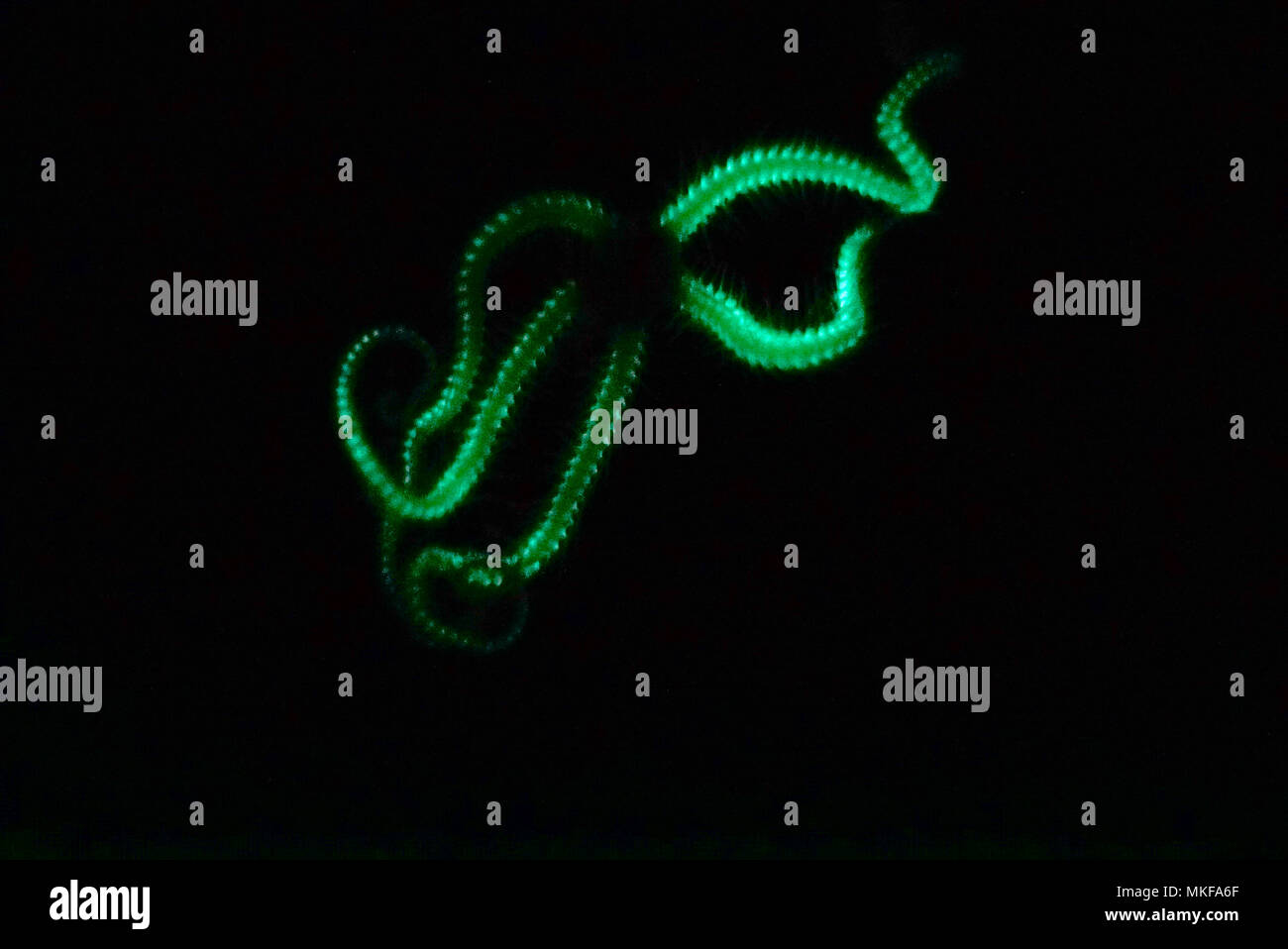 La bioluminescenza verde di una stella fragile Ophionereis (sp), Australia Foto Stock