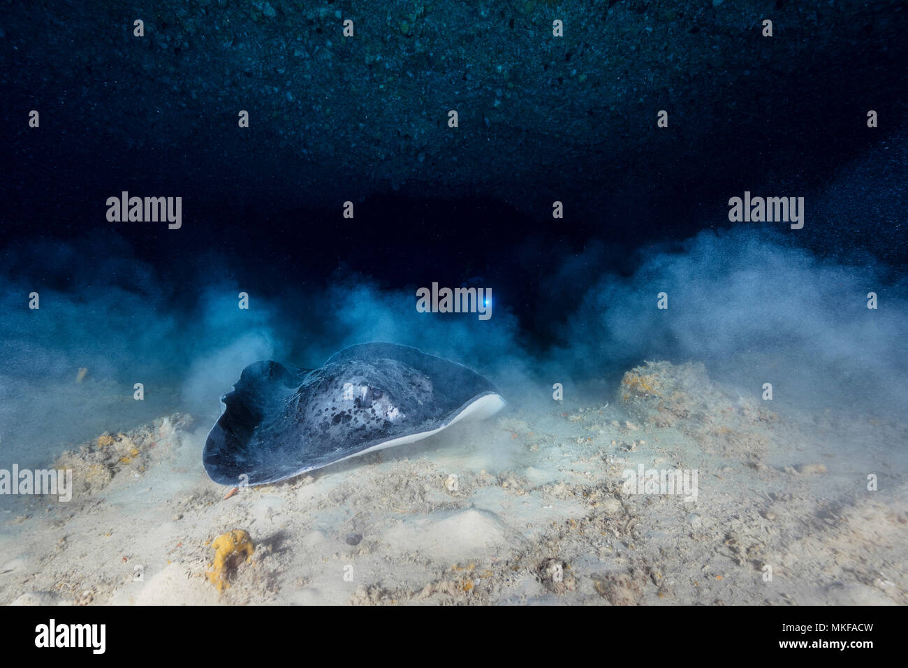 Spotted Raggi a fiocco (Taeniura meyeni) e sommozzatore in una grotta sottomarina, Mayotte, Oceano Indiano Foto Stock