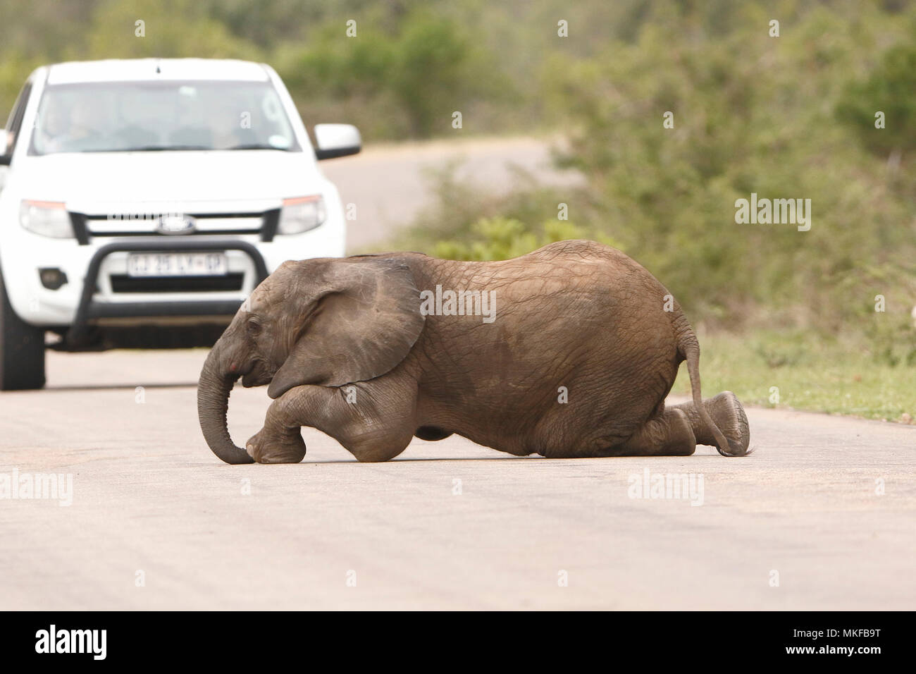 Elefante africano (Loxodonta africana) baby elephant sdraiato sulla strada,  Kruger NP, Sud Africa Foto stock - Alamy