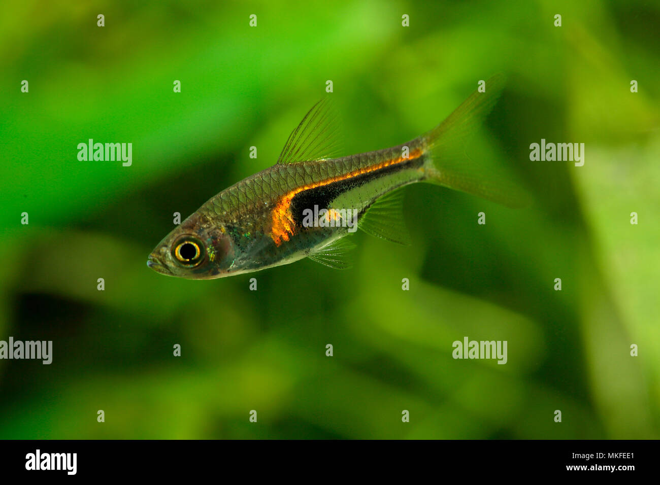 Glowlight Rasbora Trigonostigma Hengeli Immagini e Fotos Stock Alamy