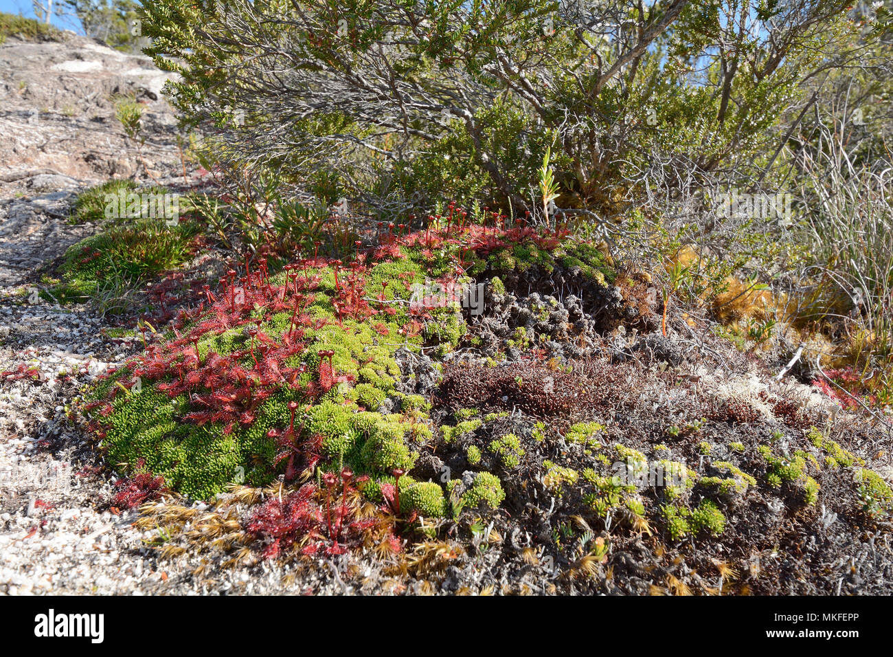 Drosera (Drosera uniflora), Tortel, Patagonia Cilena, XI Regione di Aysen, Cile Foto Stock
