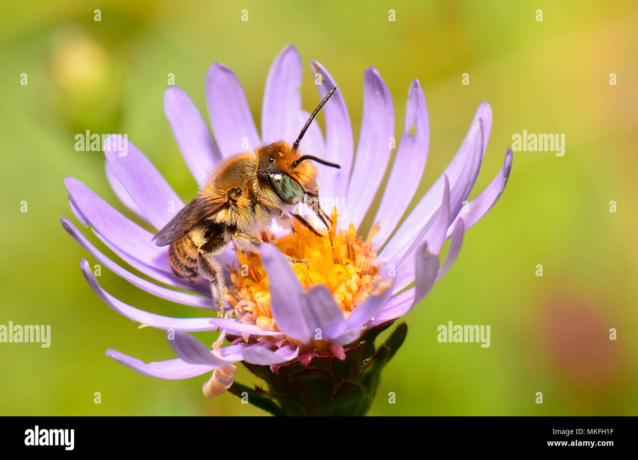 Argentea Leafcutter Bee (Megachile leachella) femmina su Italian Starwort, Parco Naturale Regionale delle Vosges du Nord, Francia Foto Stock