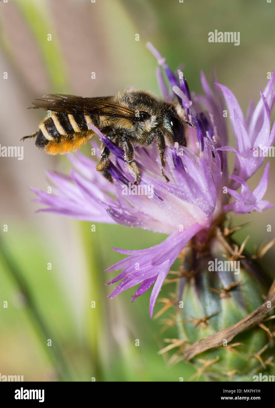 Patchwork foglia-cutter bee (Megachile centuncularis) il Fiordaliso, Ventoux massiccio, Francia Foto Stock