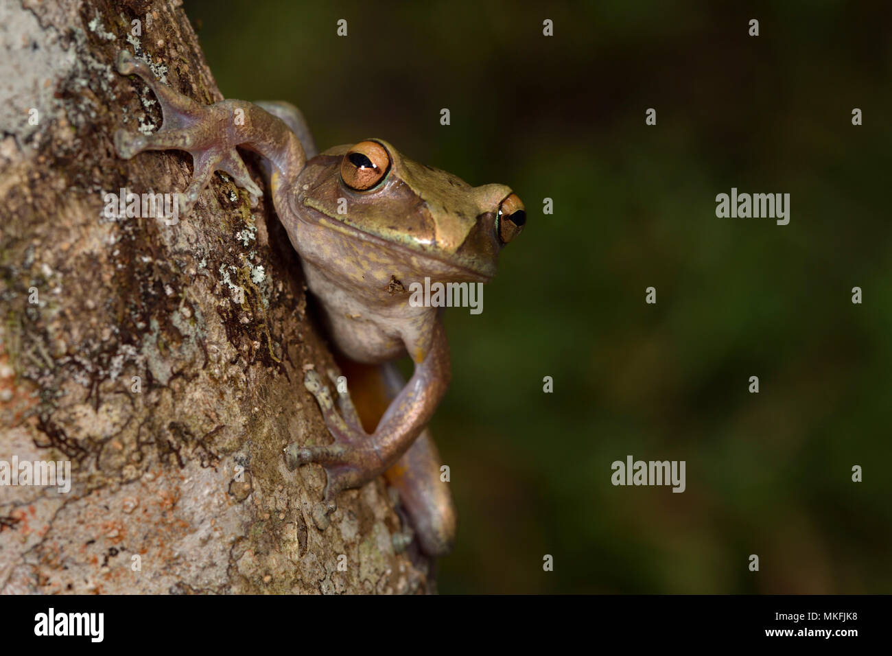 Goudot brillante-eyed Frog (Boophis goudotii) sul tronco, Andasibe, Perinet, Regione Alaotra-Mangoro, Madagascar Foto Stock