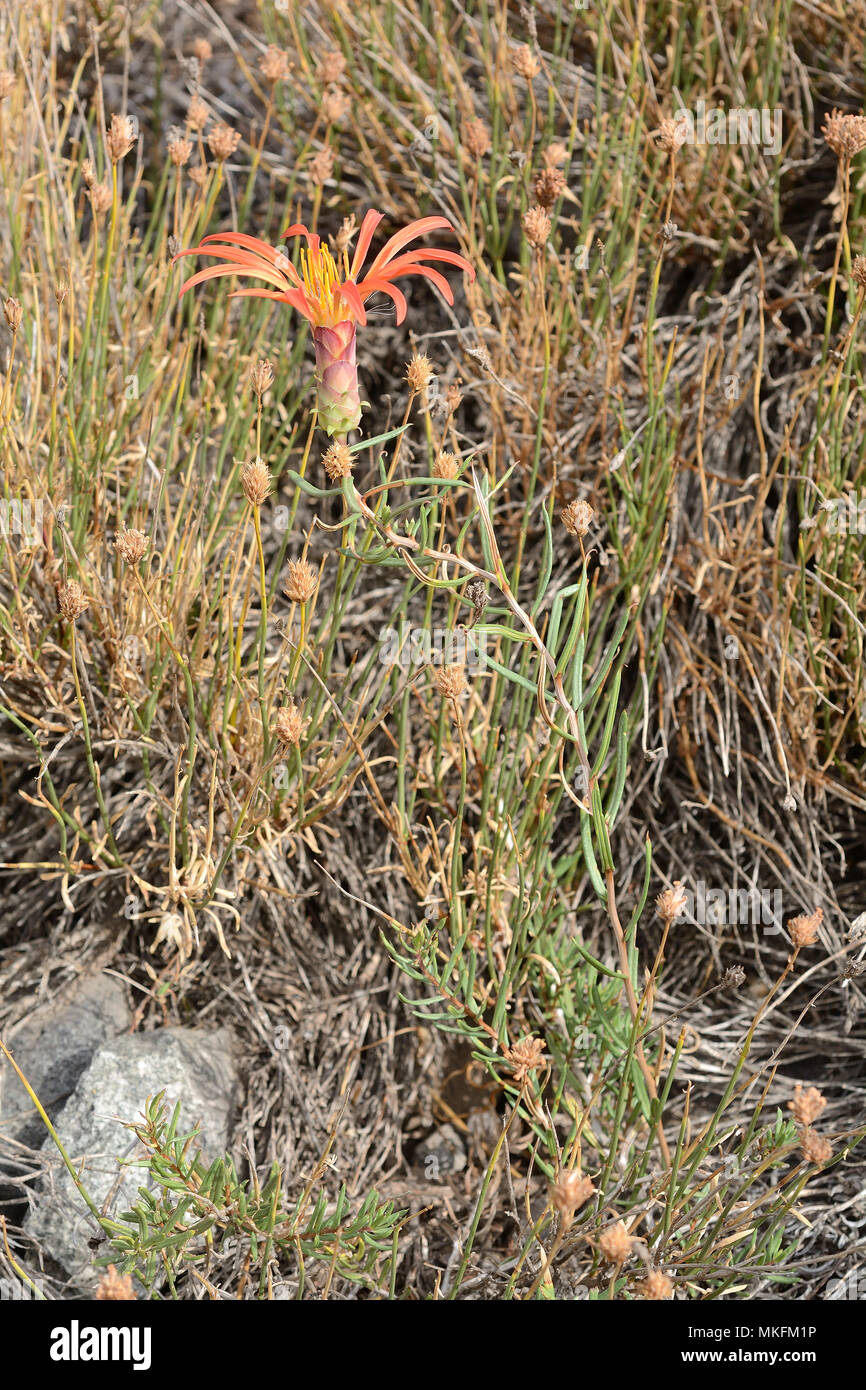 Flor de granada (Mutisia subulata forma rosmarinifolia), Asteraceae endemica al Cile, Monumento Naturale El Morado, Cajón del Maipo, Santiago Regione Metropolitana, Cile Foto Stock