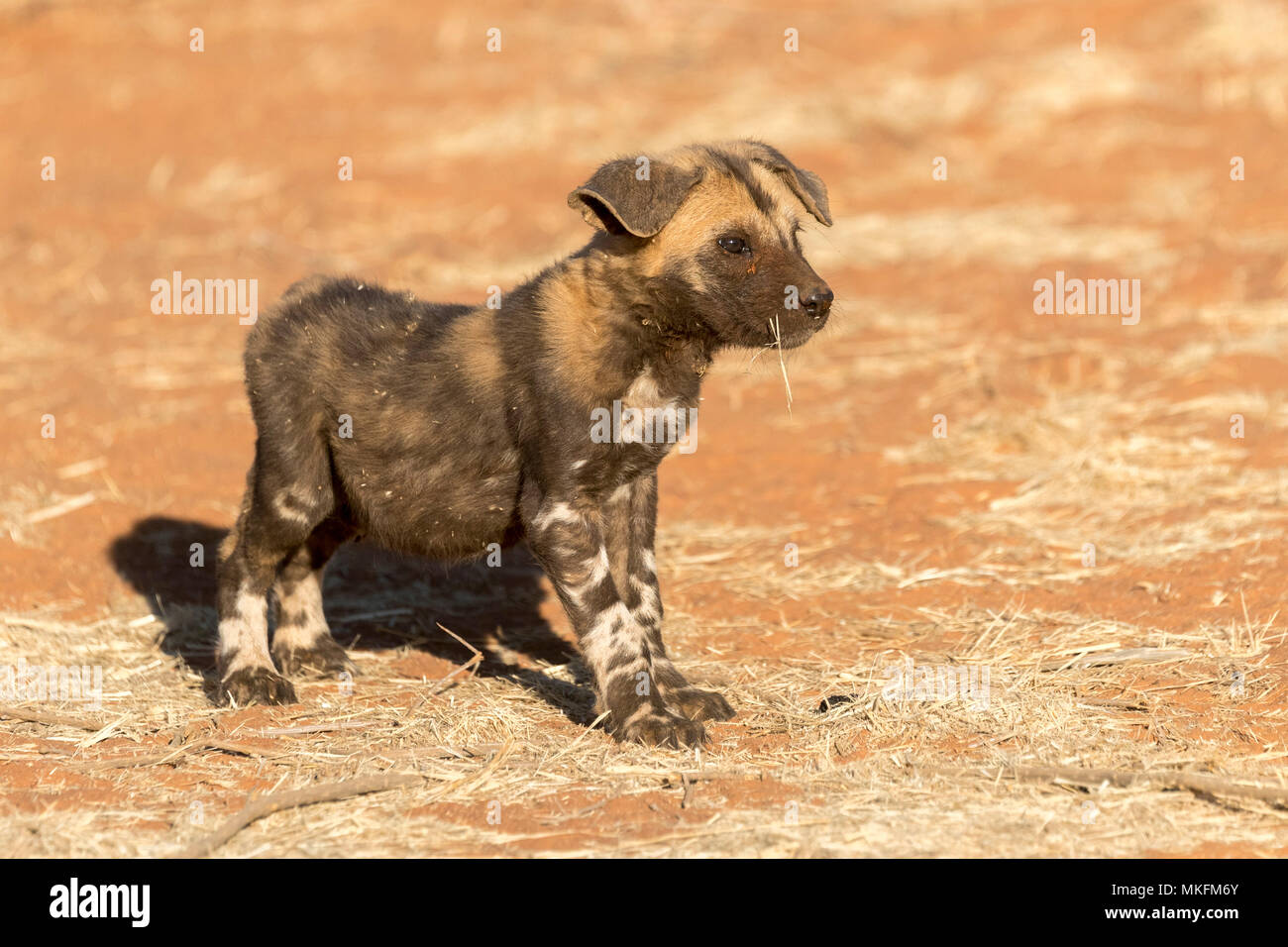 African cane selvatico africano o cane da caccia o africano dipinto di cane (Lycaon pictus), giovane, Deserto Kalahari, Repubblica Sudafricana Foto Stock
