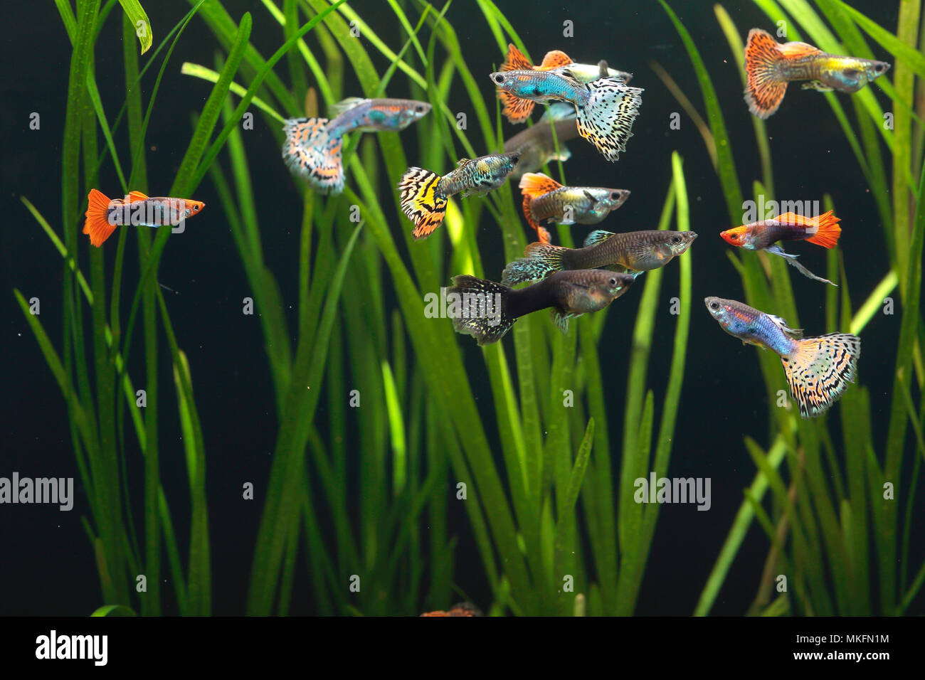 Guppy (Poecilia reticulata) maschi su sfondo nero in acquario Foto stock -  Alamy