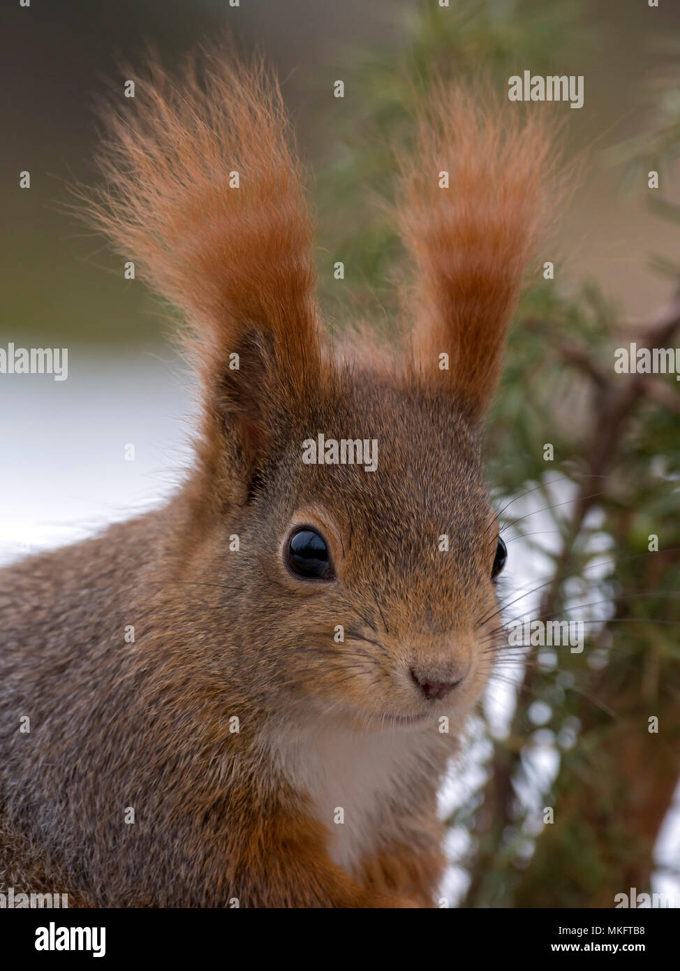 Eurasian red scoiattolo (Sciurus vulgaris), animale ritratto, Terfens, Tirolo, Austria Foto Stock