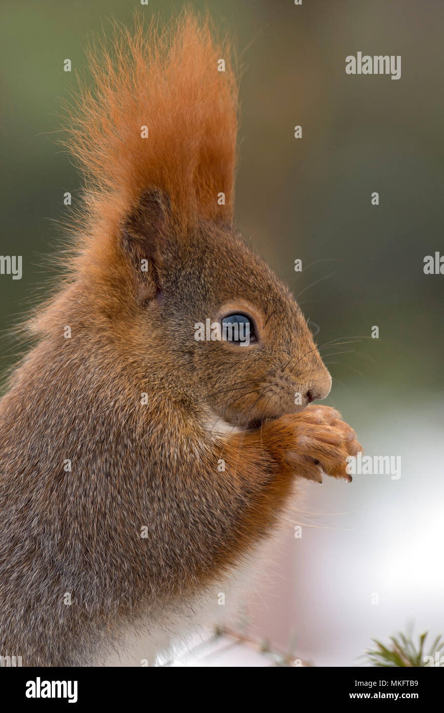Eurasian red scoiattolo (Sciurus vulgaris) alimentazione animale ritratto, Terfens, Tirolo, Austria Foto Stock
