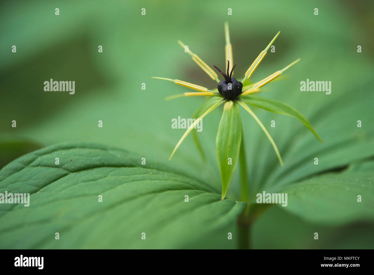 Vero amante di nodo (Paris quadrifolia), Emsland, Bassa Sassonia, Germania Foto Stock