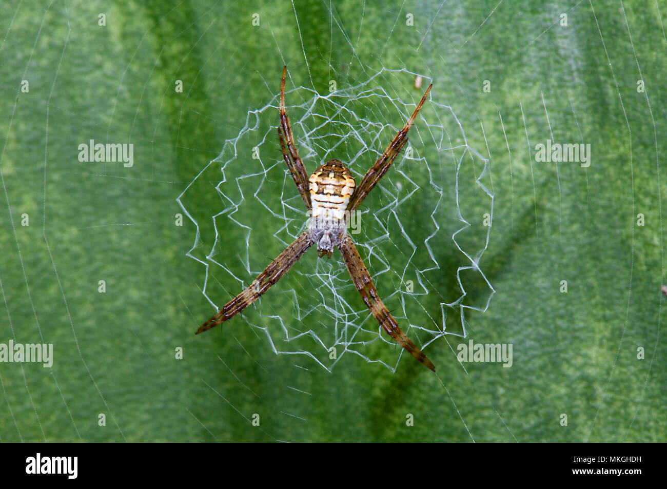 Croce di Sant' Andrea Spider (Argiope sp.) sul suo web, Cape Hillsborough, Queensland, QLD, Australia Foto Stock