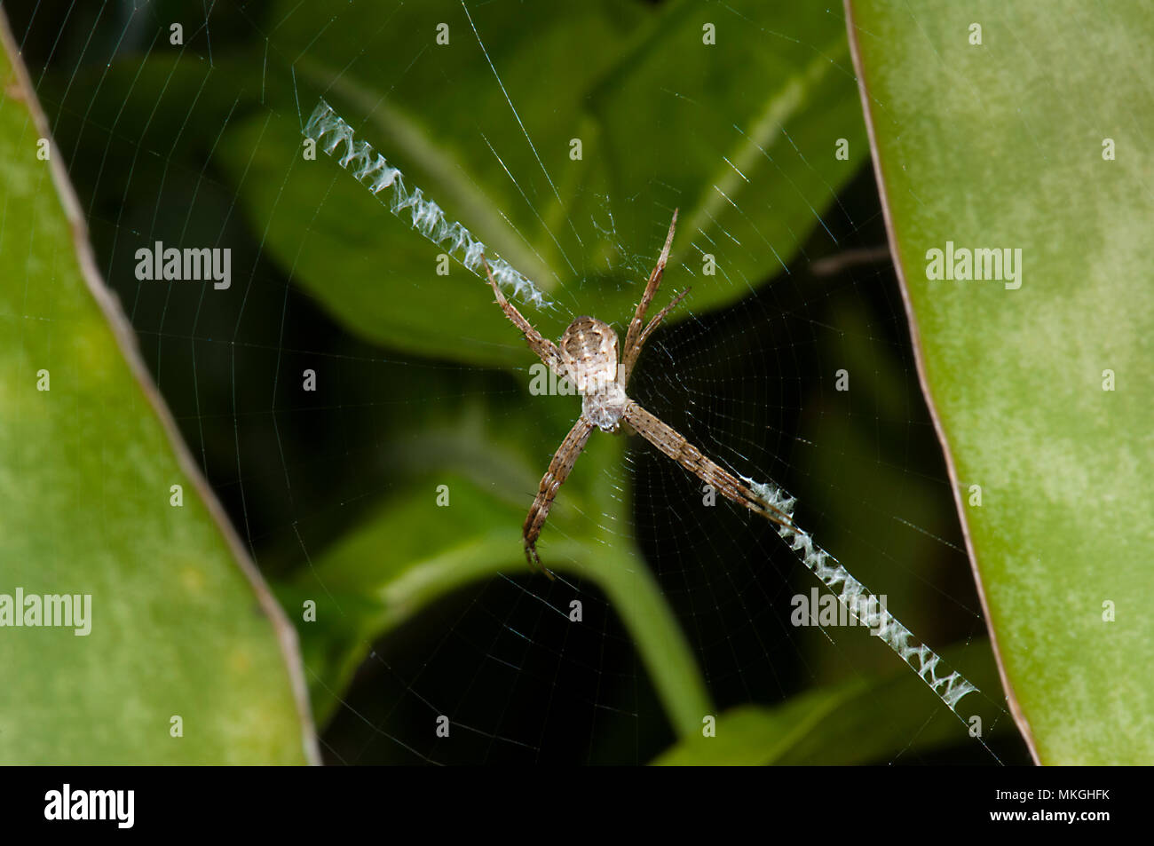 Croce di Sant' Andrea Spider (Argiope sp.) sul suo web, Cape Hillsborough, Queensland, QLD, Australia Foto Stock