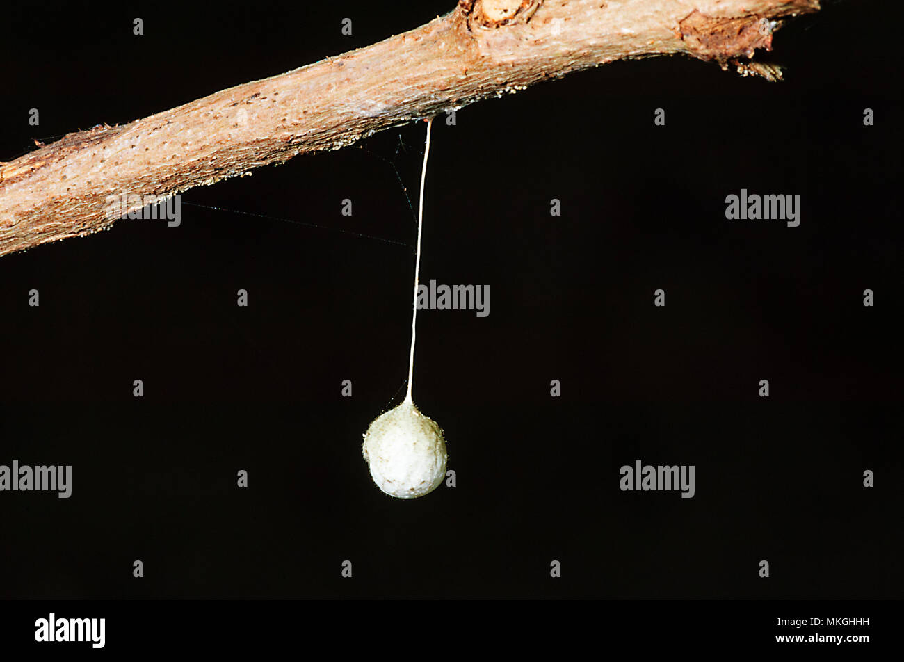 Uovo di ragno Sac appeso a un ramo, Cape Hillsborough, Queensland, QLD, Australia Foto Stock