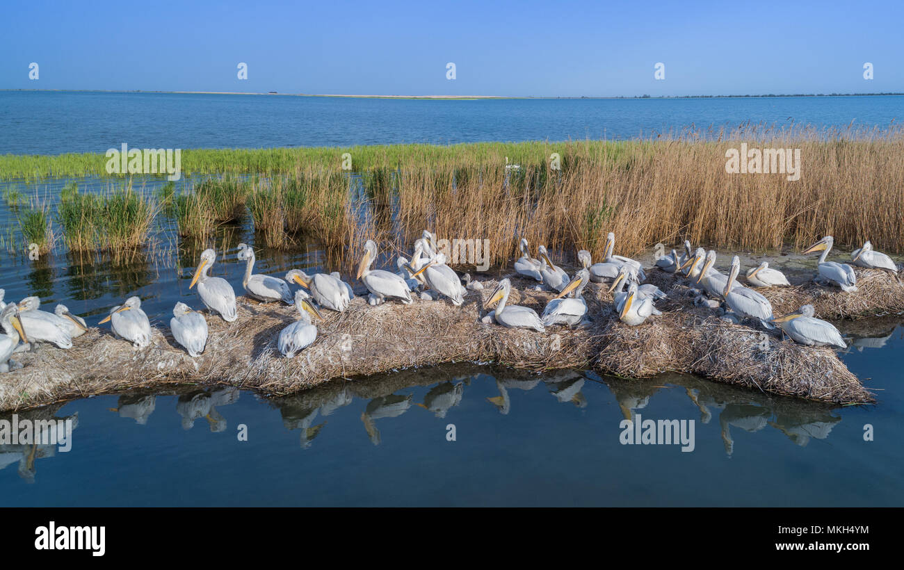 Dalmazia pellicani (Pelecanus crispus) nel Delta del Danubio in Romania. Vista aerea con drone. Foto Stock