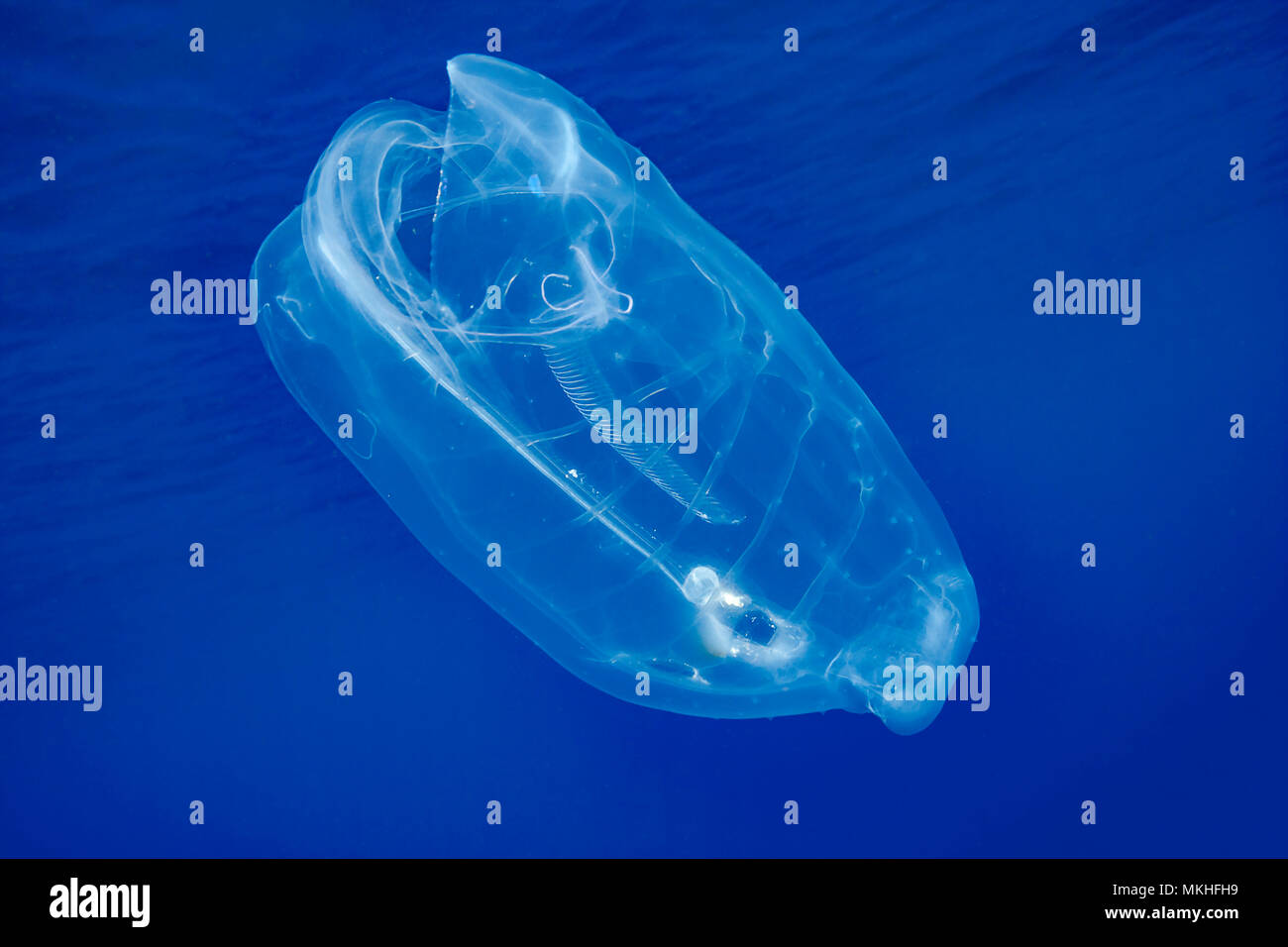 Questo tunicate pelagiche o salp, Salpa aspera, è parte della famiglia Salpidae di animali gelatinoso. Hawaii. Foto Stock