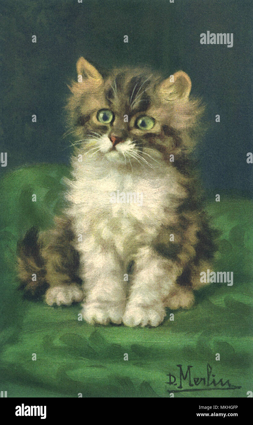 Carino tricolore Tabby Kitten Foto Stock