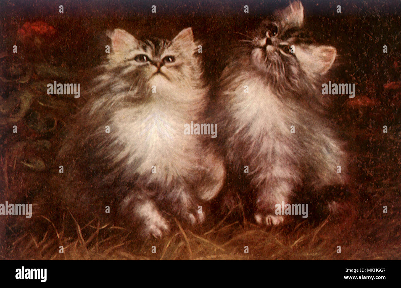 Gattini guardando verso il cielo Foto Stock