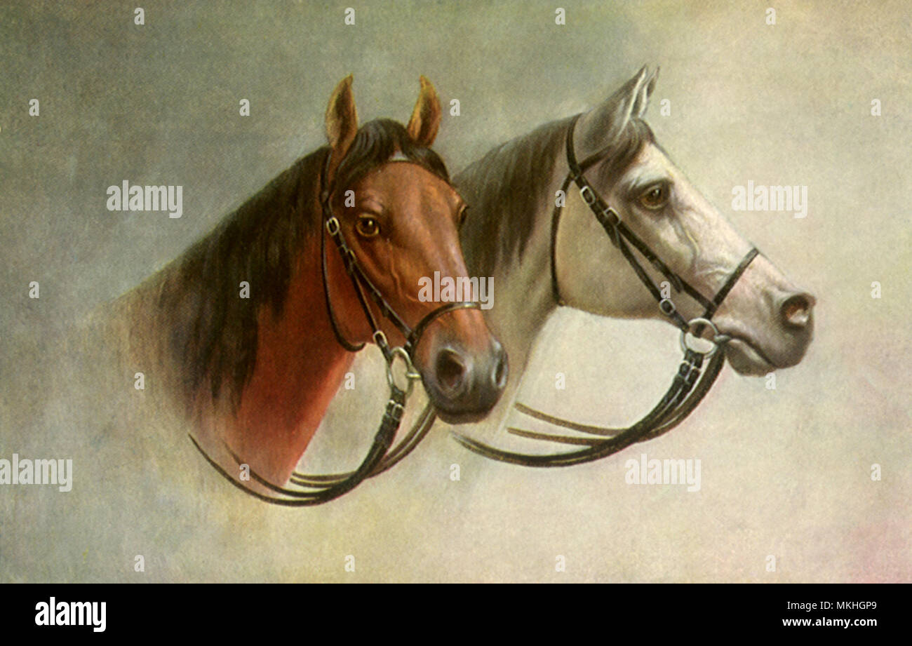Brown e White Horse ritratti Foto Stock