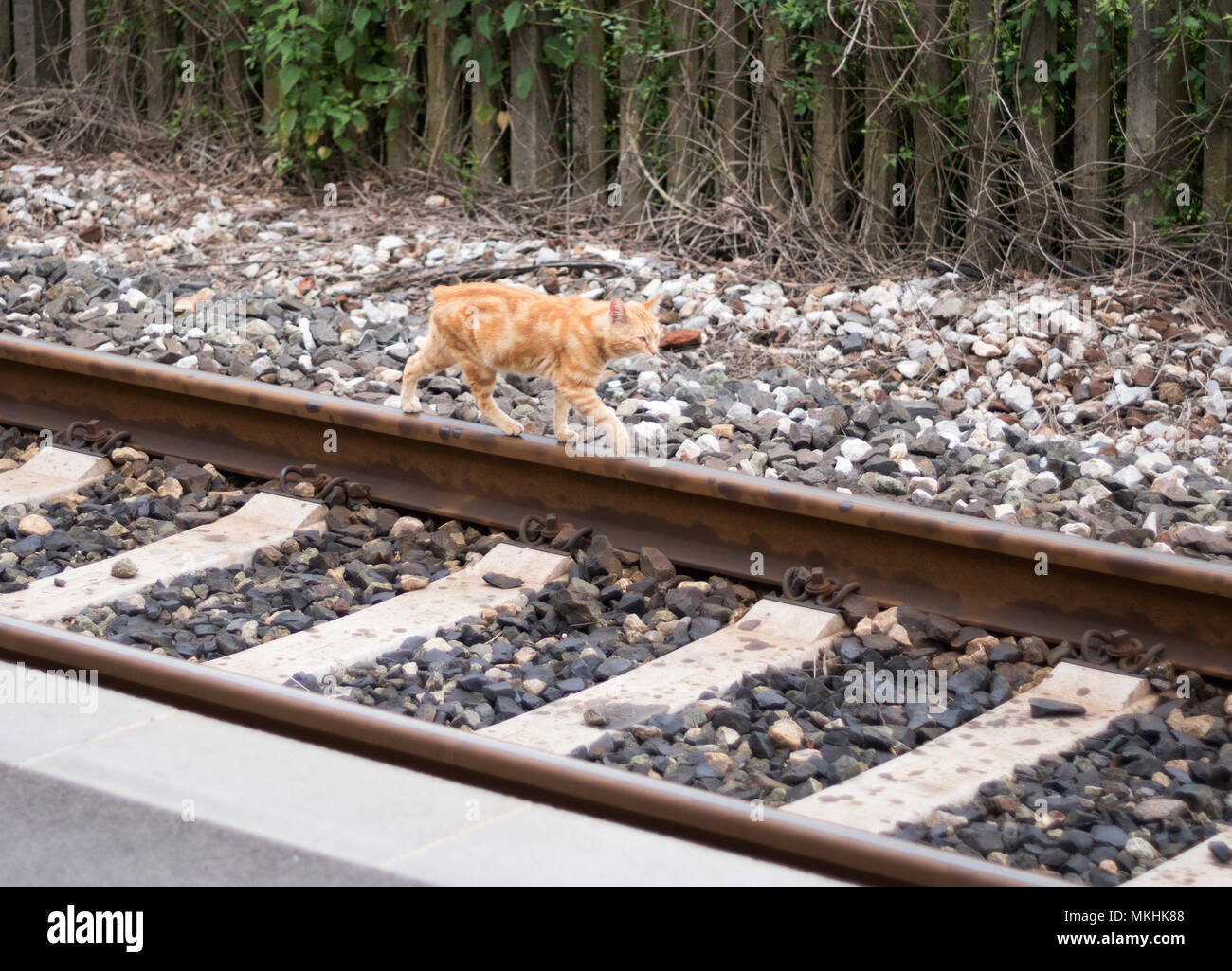 Cat camminando sulla linea ferroviaria, Toscana, Italia, Europa Foto Stock