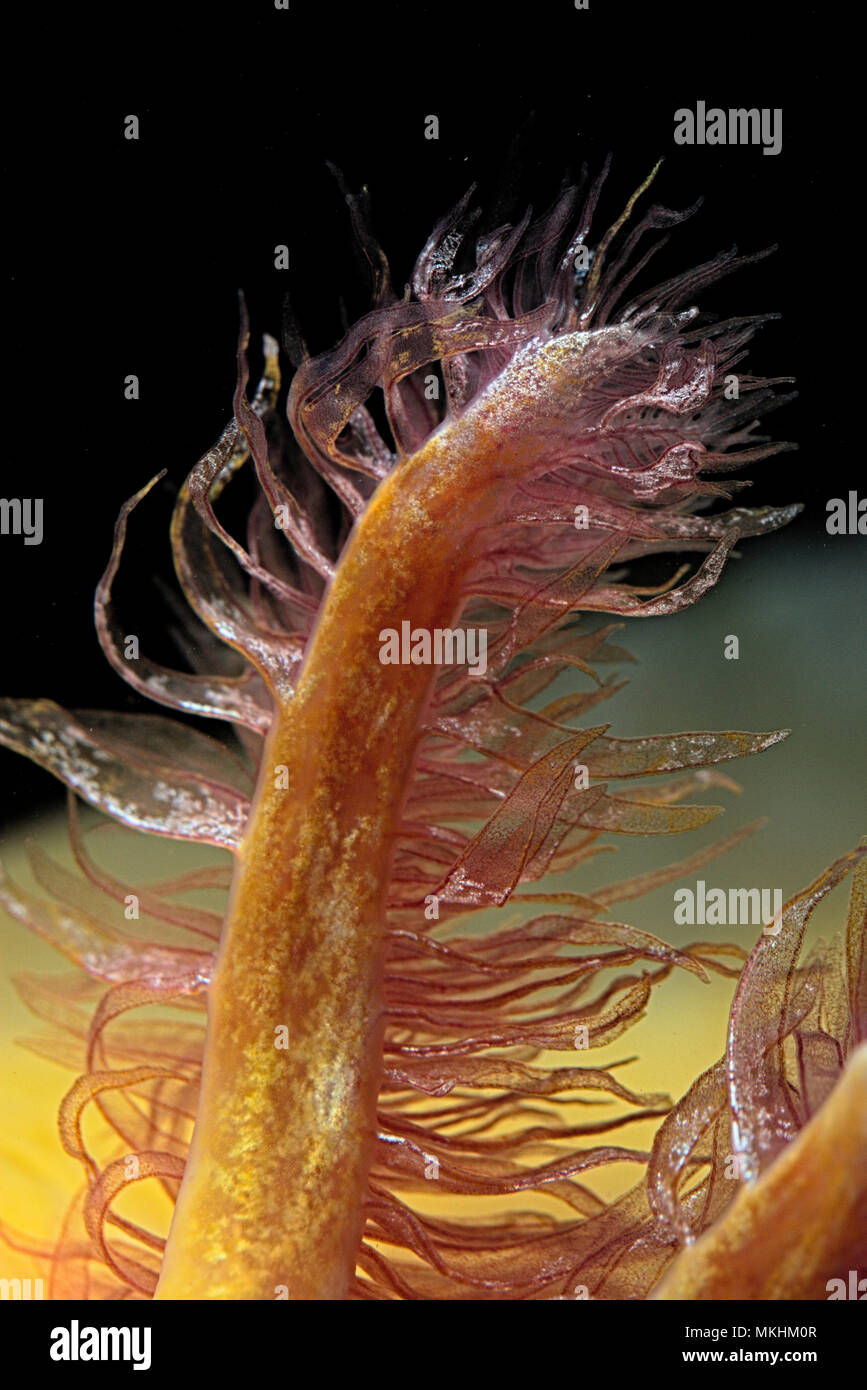 Gill di Axolotl (Ambystoma mexicanum) Foto Stock
