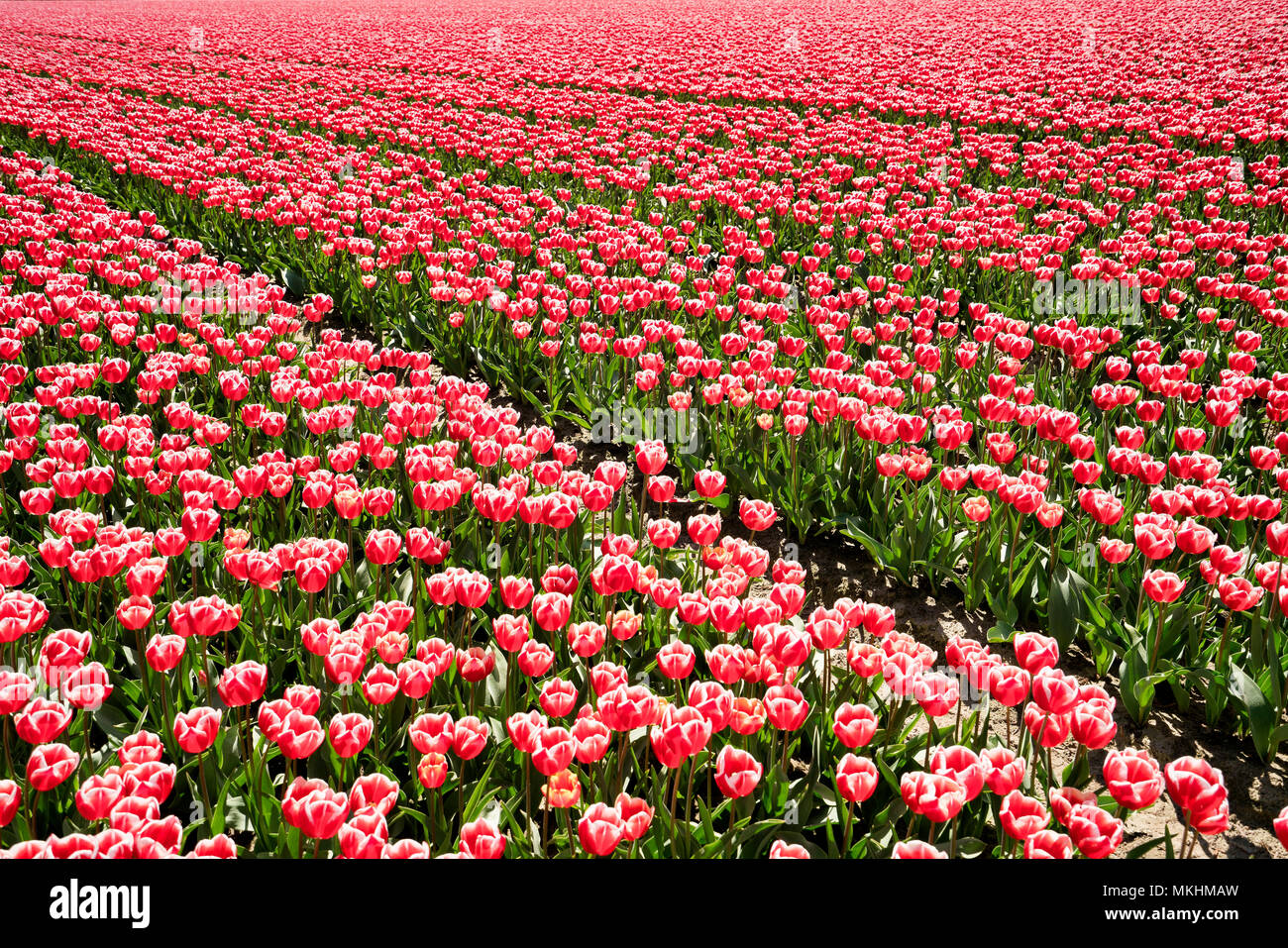 Tulip campi di fiori in Lisse & Amsterdam, Paesi Bassi Foto Stock