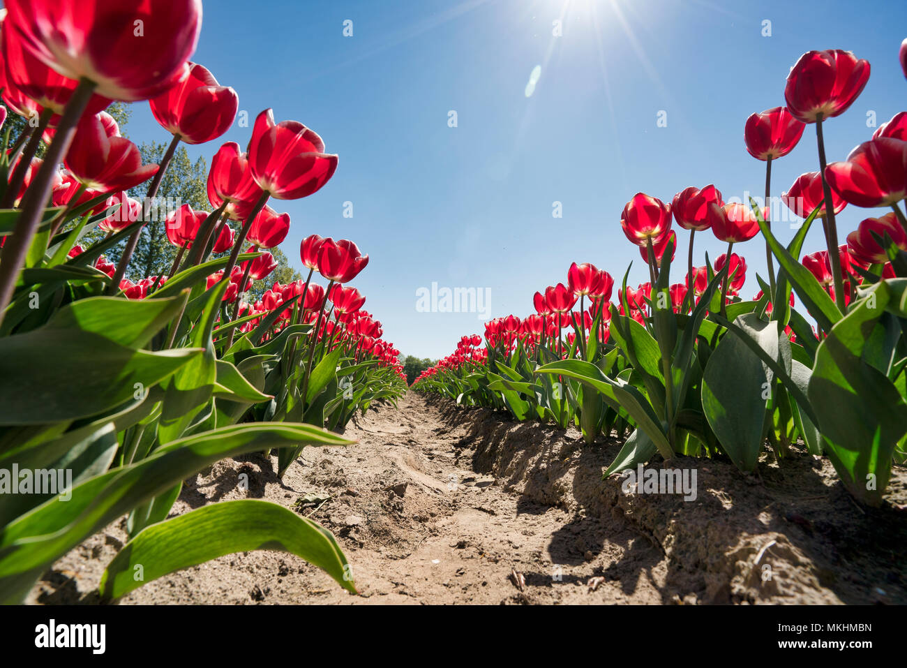 Tulip campi di fiori in Lisse & Amsterdam, Paesi Bassi Foto Stock