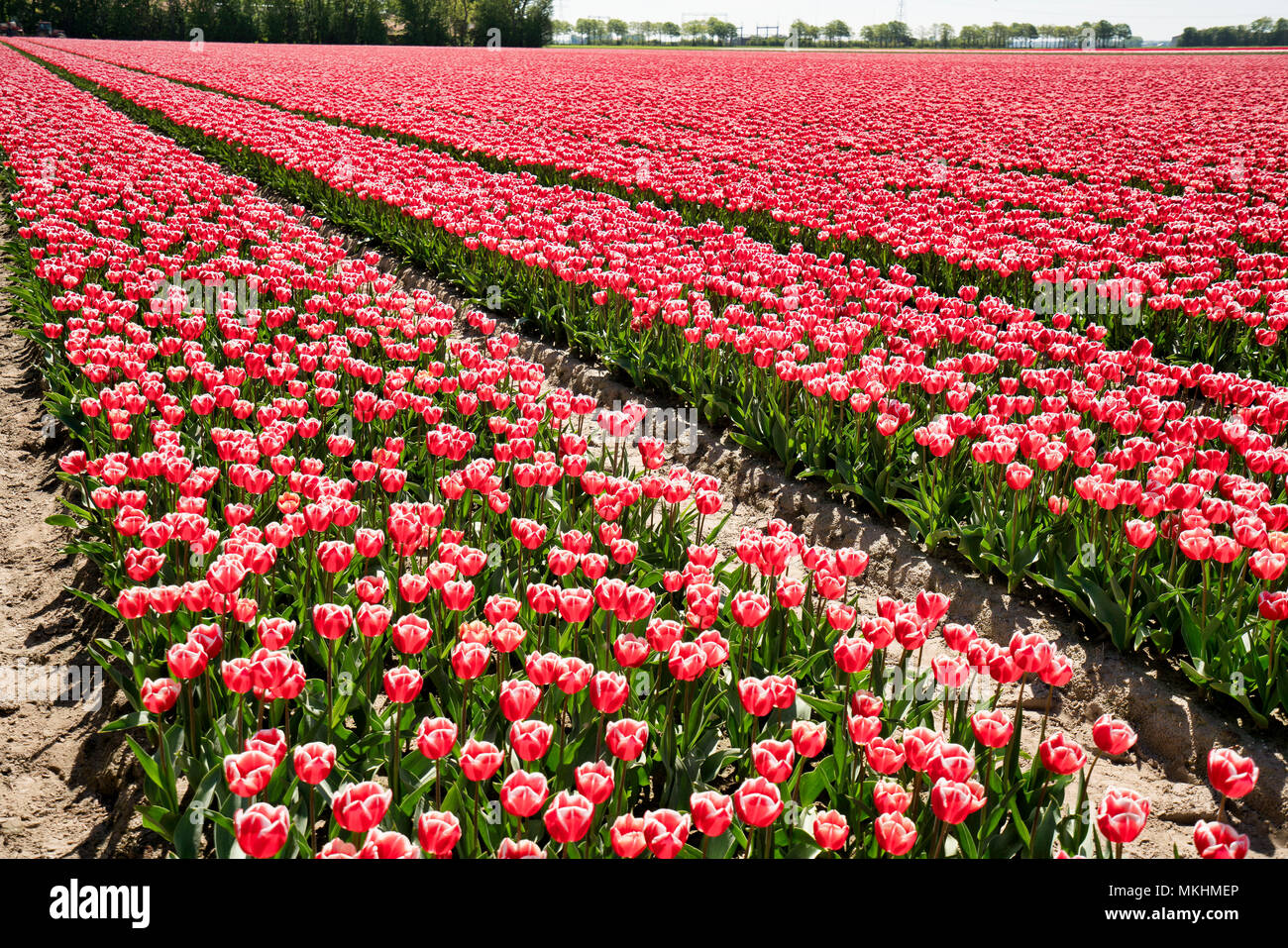 Red Tulip campi di fiori in Lisse & Amsterdam, Paesi Bassi Foto Stock