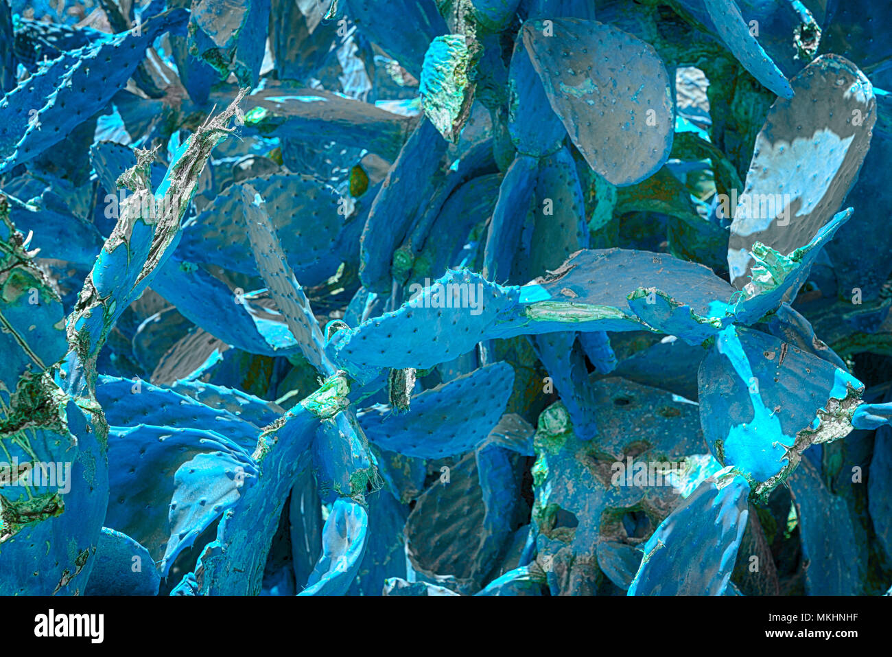 Abstract di sfondo blu opuntias cactus Foto Stock