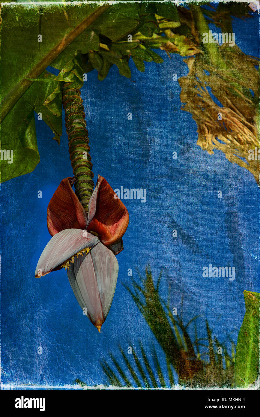 Blooming banana contro il cielo Foto Stock