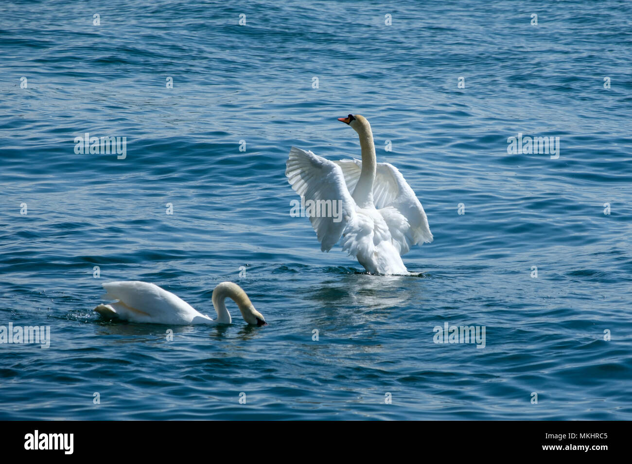 Swan sbattimenti ali Foto Stock