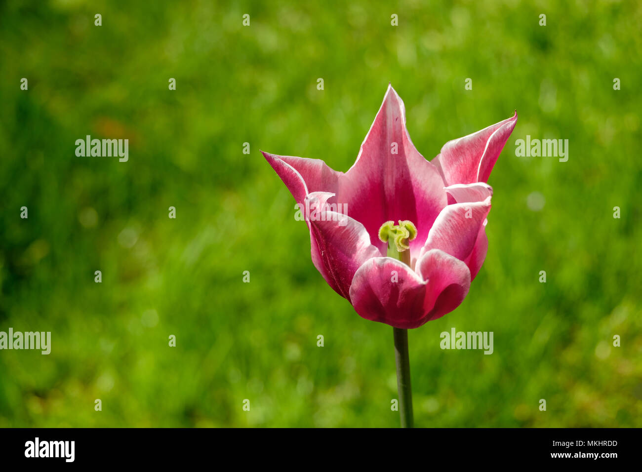 Tulipano rosa Foto Stock