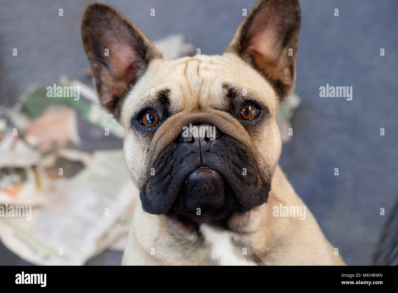 Bulldog francese guardando la fotocamera Foto Stock