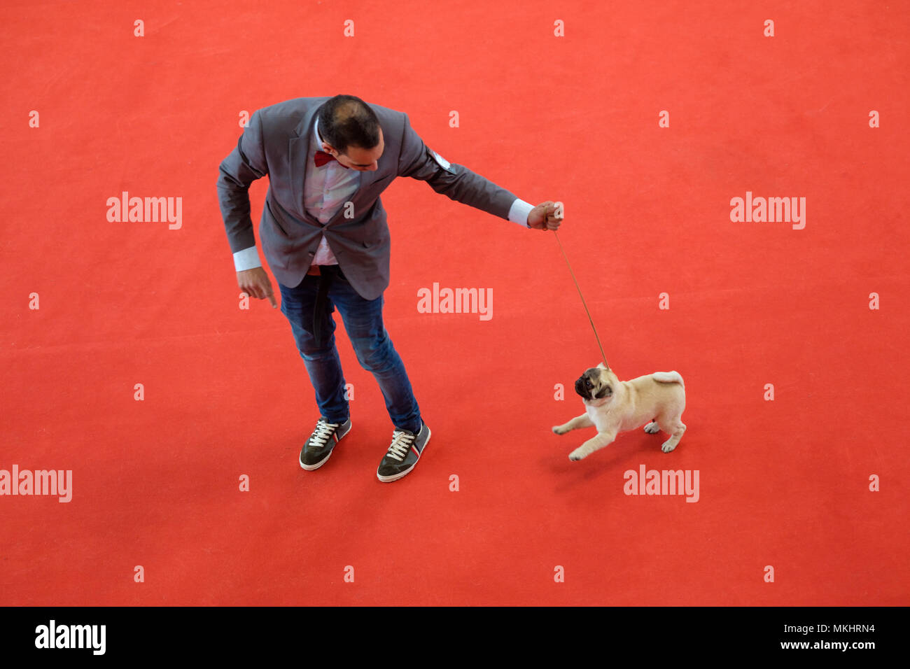 Vista aerea di un uomo a piedi il suo Pug durante un dog show Foto Stock