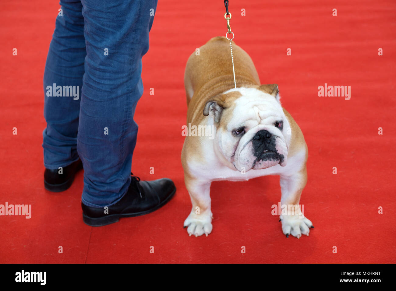 Proprietario con il Bulldog a dog show Foto Stock