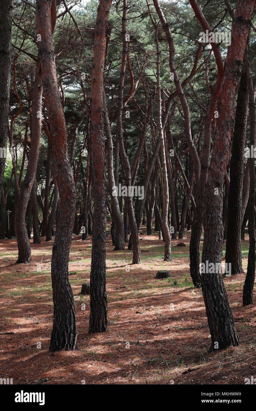 Rosso sinuosi alberi di pino in un piccolo parco sul bordo di Gyeongju, Corea del Sud, con la luce del sole proveniente attraverso il baldacchino, gettando ombre sul terreno. Foto Stock
