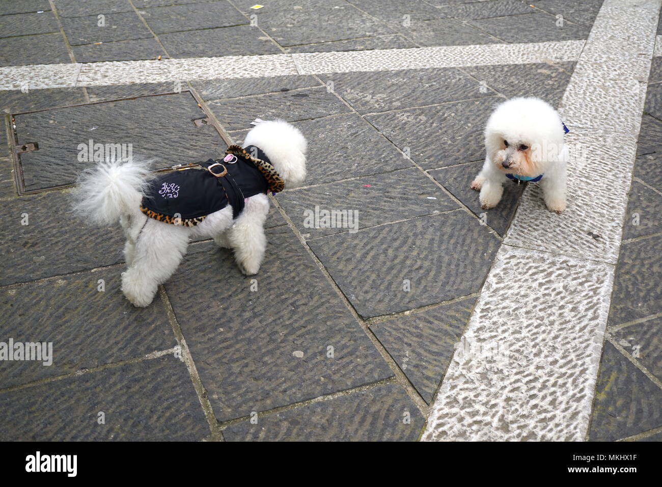 Due graziosi Bichon Frise, i cani di piccola taglia Foto Stock