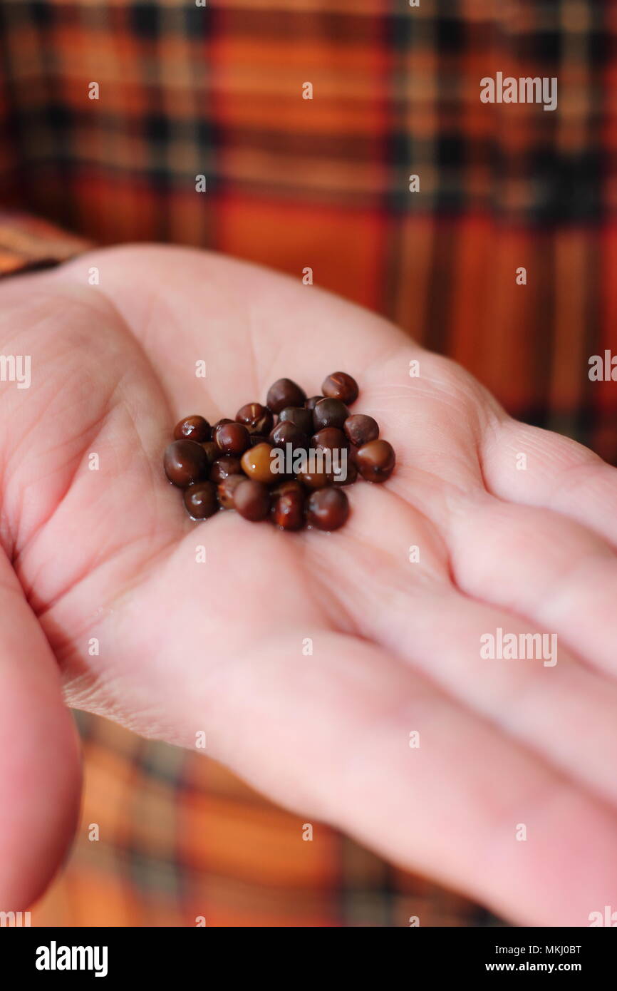Lathyrus odoratus. Pisello dolce semi che sono stati immersi in acqua per favorire la germinazione prima della semina, a molla, REGNO UNITO Foto Stock