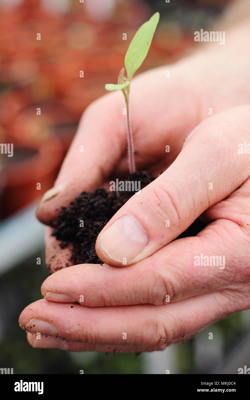 Piantine di pomodoro. Prugna italiano varietà di pomodoro 'Sun' Marzano piantina essendo invasati da giardiniere in primavera, REGNO UNITO Foto Stock