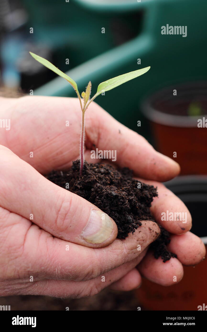 Piantine di pomodoro. Prugna italiano varietà di pomodoro 'Sun' Marzano piantina essendo invasati da giardiniere in primavera, REGNO UNITO Foto Stock