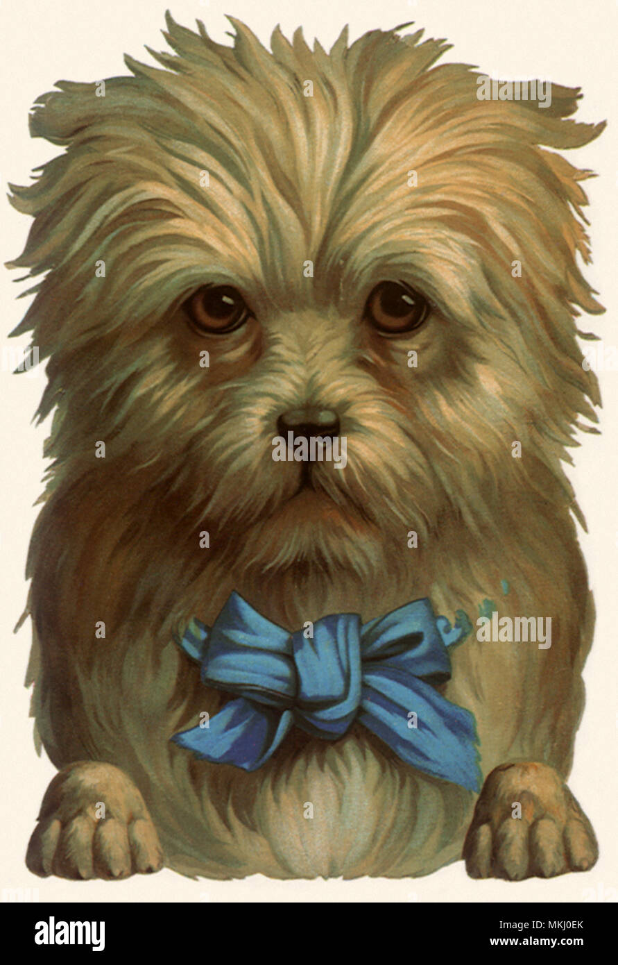 Triste cane con nastro blu Foto Stock