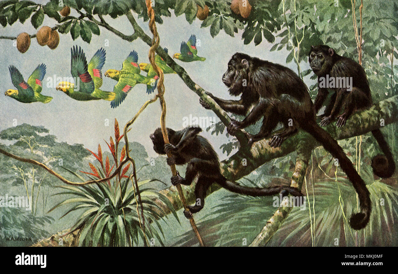 Le scimmie nella struttura ad albero Foto Stock