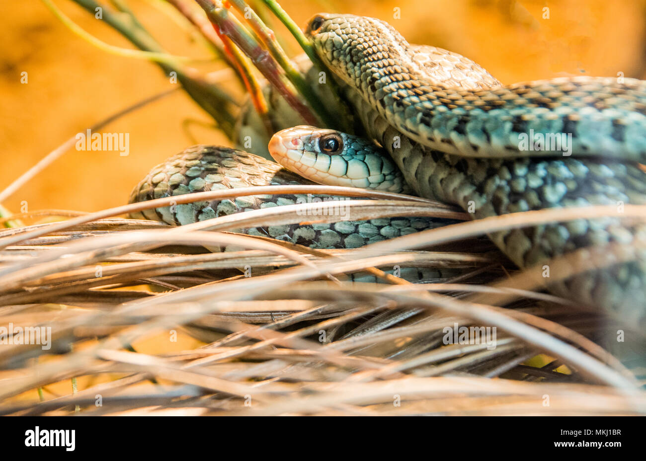 Insolito Morph cornsake, in un colore blu Foto Stock