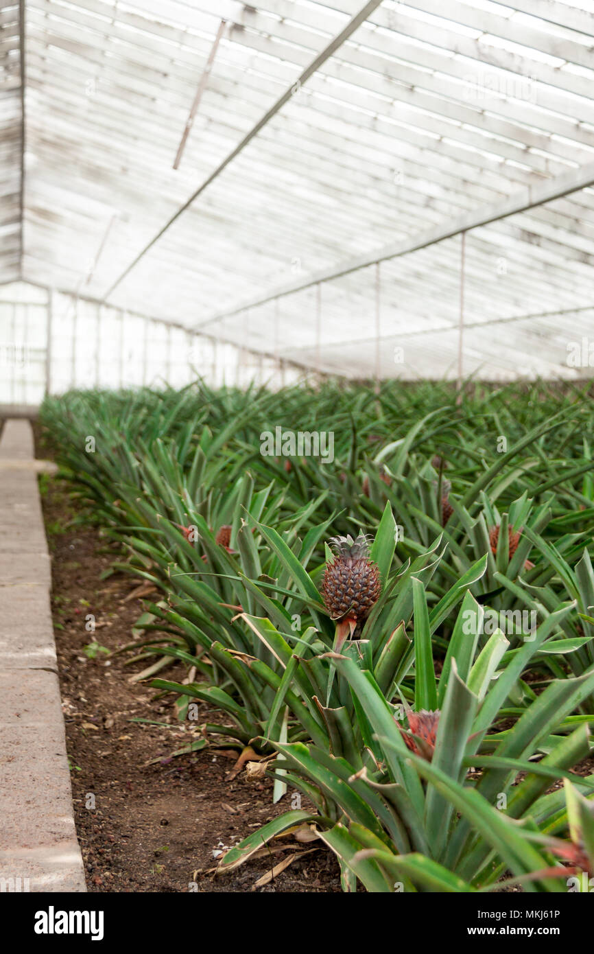 La piantagione di Ananas in serra, Azzorre, Portogallo Foto Stock