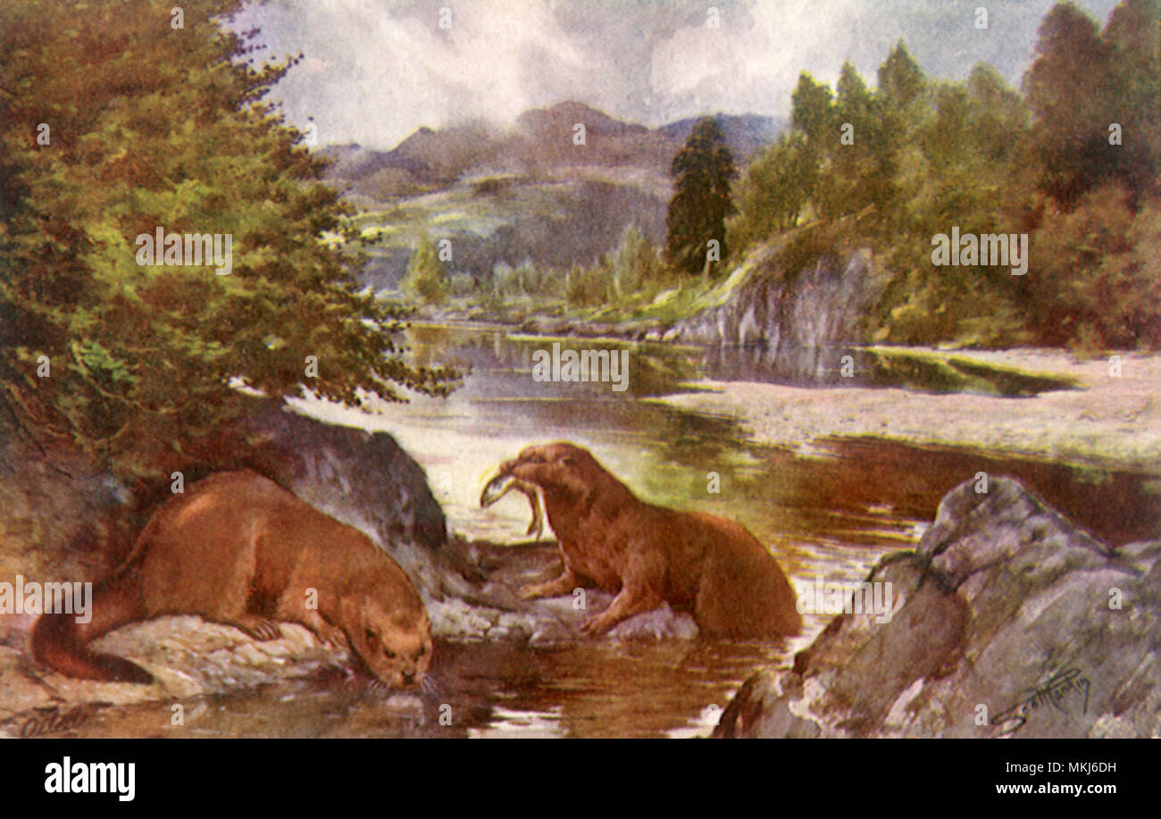 La lontra la pesca Foto Stock