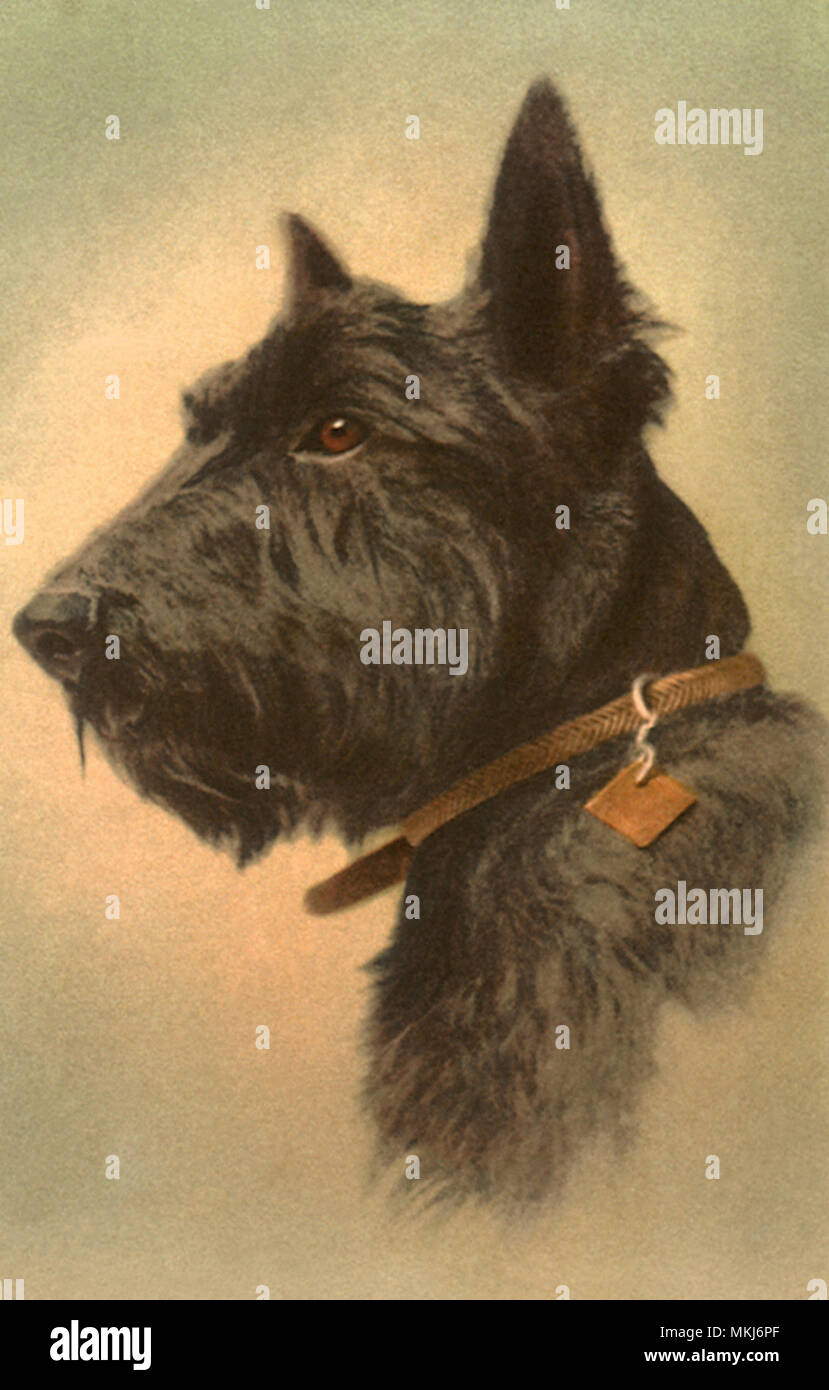 Alert Scotch Terrier Foto Stock