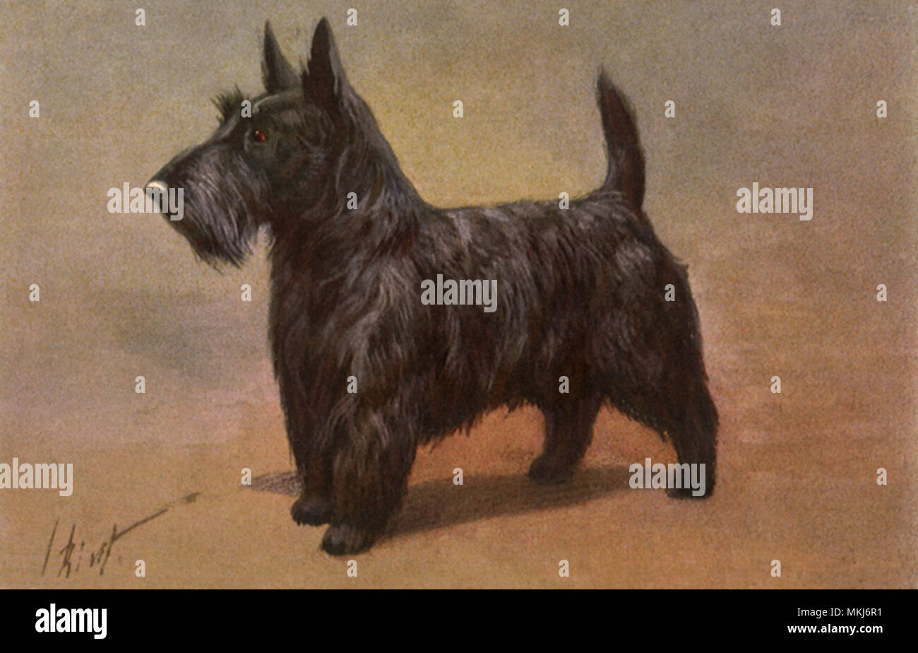Scotch Terrier Foto Stock